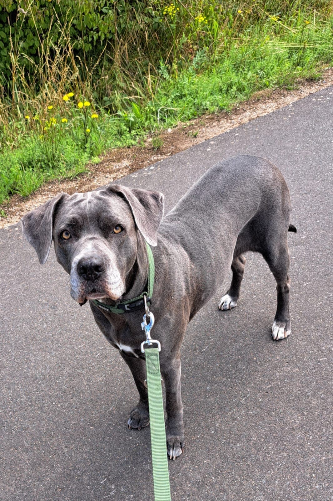 Ayla beim Spaziergang an der Leine