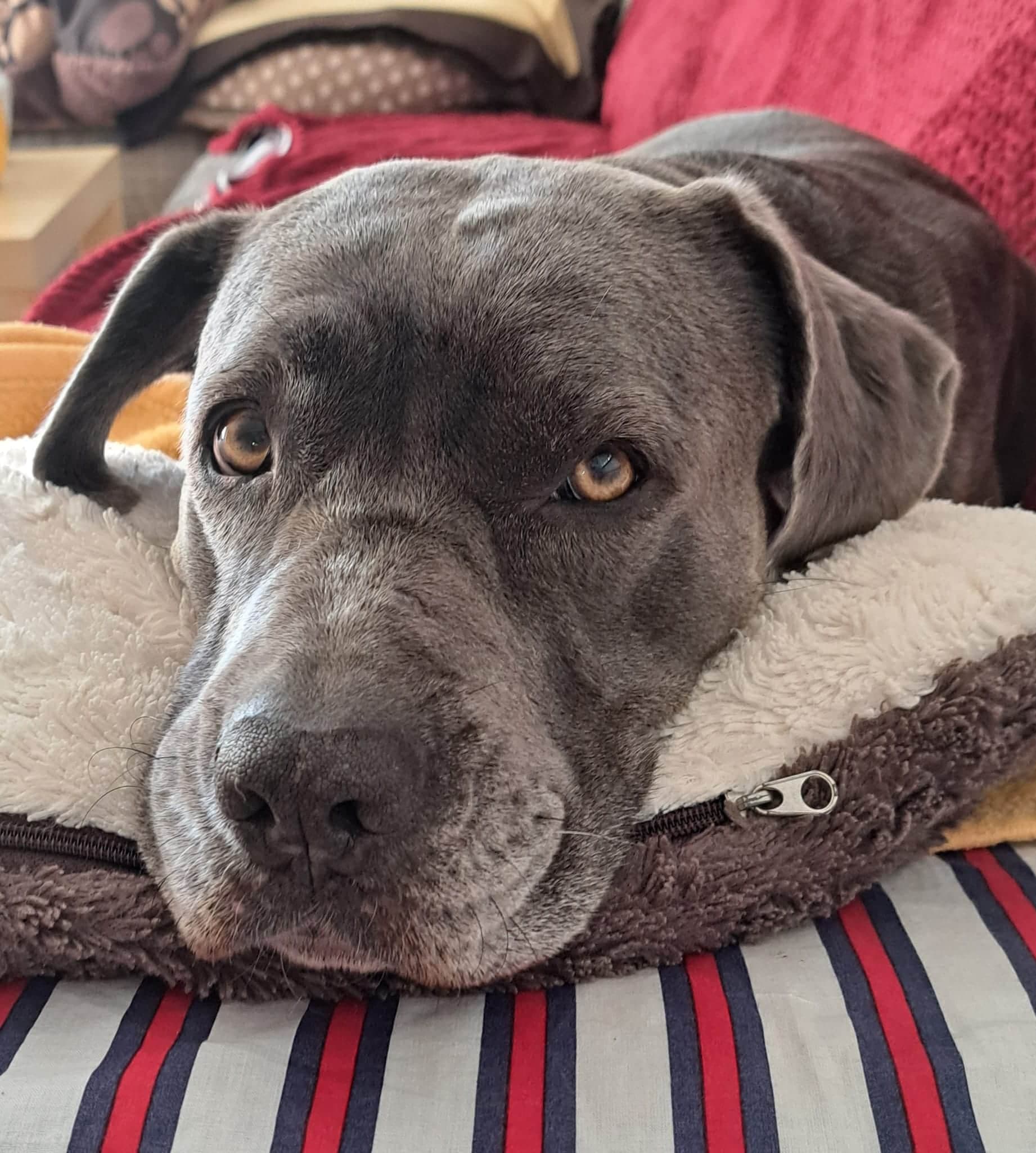Ayla – Porträt auf ihrer Kuscheldecke