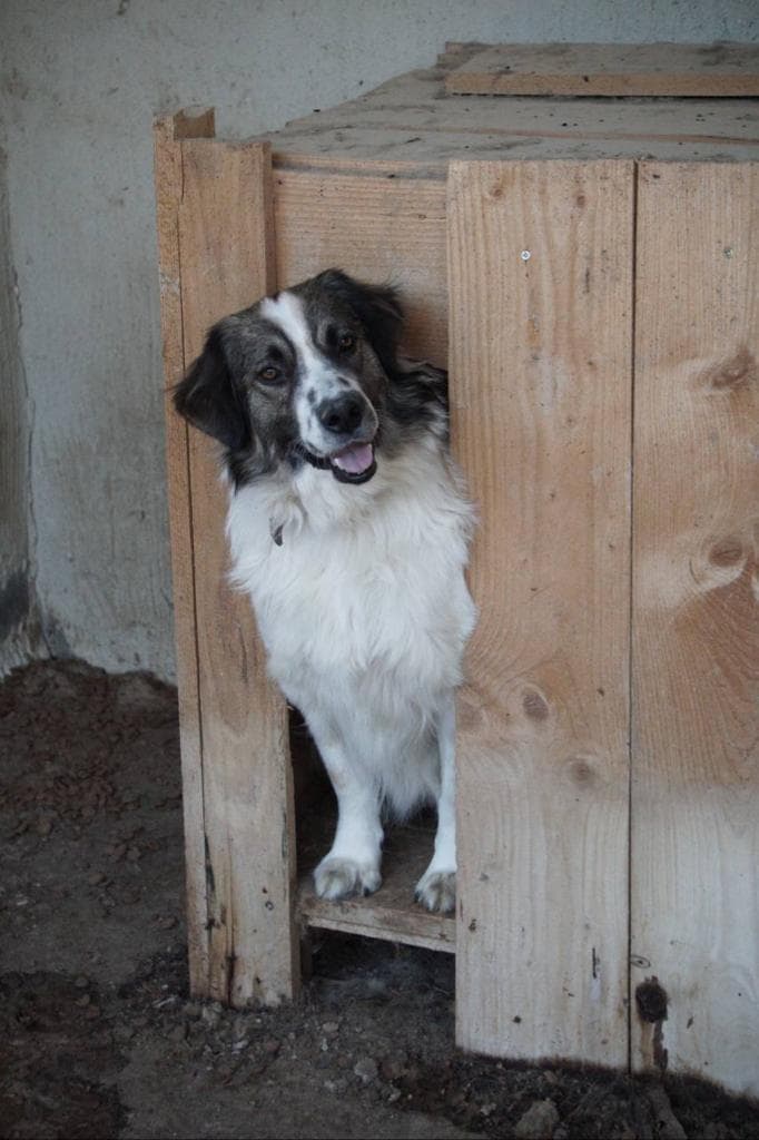 Shelterhund schaut aus einer Holzhütte
