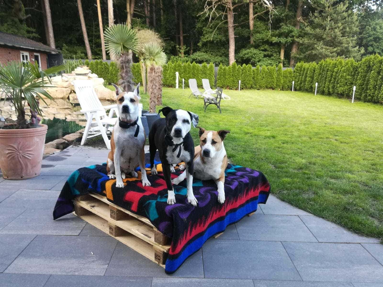 Hugo, Paula und Fee sitzen auf einer Holzpalette im Garten