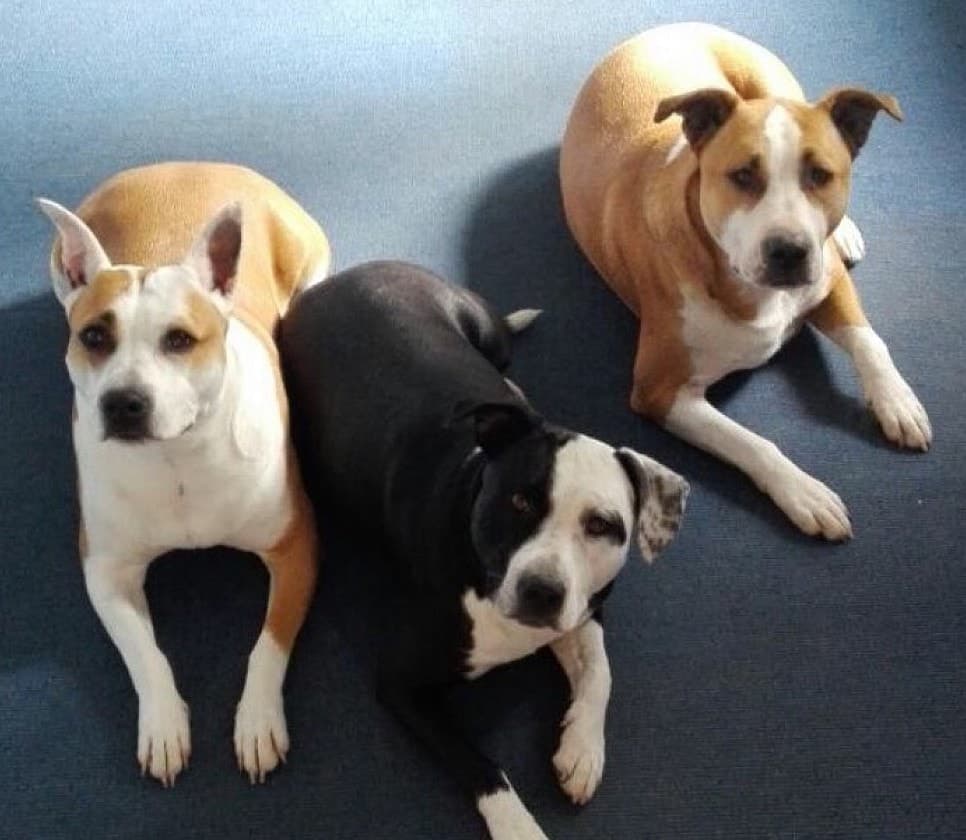 Hugo, Paula und Fee liegen nebeneinander